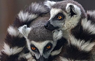 《刺客信条：影》获媒体好评 但育碧股价还是继续下跌